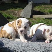 Olde english bulldogge chica