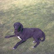 Labrador retriever laban