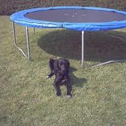 Labrador retriever laban