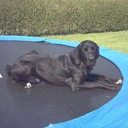 Labrador retriever laban