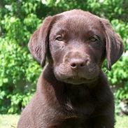 Labrador retriever Gizmo