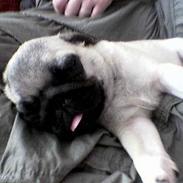 Mops Balou