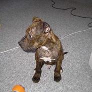 Amerikansk staffordshire terrier Gustav Jr.