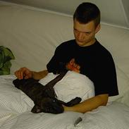 Amerikansk staffordshire terrier Gustav Jr.