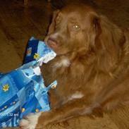 Nova scotia duck tolling retriever Dino