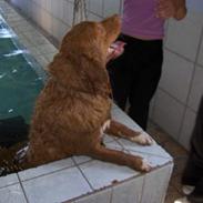 Nova scotia duck tolling retriever Dino