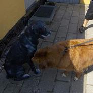 Nova scotia duck tolling retriever Dino