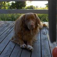 Nova scotia duck tolling retriever Dino