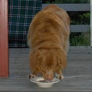 Nova scotia duck tolling retriever Dino