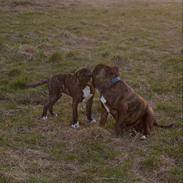 Amerikansk staffordshire terrier Berta