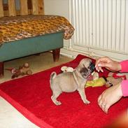 Mops Preben