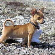 Prazsky krysarik /chihuahua FREJ