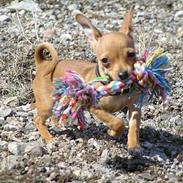 Prazsky krysarik /chihuahua FREJ