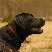 Labrador retriever Binka