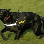 Labrador retriever Binka