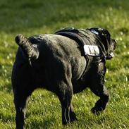 Labrador retriever Binka