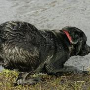 Labrador retriever Binka