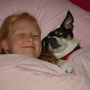 Dansk svensk gaardhund muffe