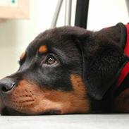 Rottweiler sioux