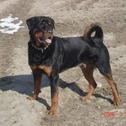 Rottweiler sioux