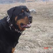 Rottweiler sioux