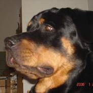 Rottweiler sioux