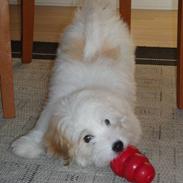 Coton de tulear Bianca 