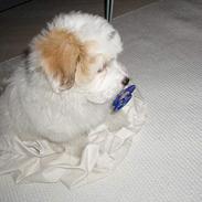 Coton de tulear Bianca 