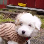 Coton de tulear Bianca 