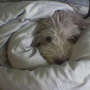 Schapendoes Balu De Olde Griese