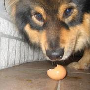 Finsk lapphund Lapinlempi Aamuntuike