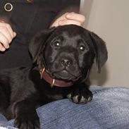 Labrador retriever Balder :D