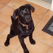 Labrador retriever Balder :D