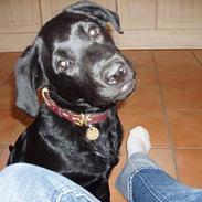 Labrador retriever Balder :D