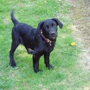 Labrador retriever Balder :D
