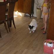 Dansk svensk gaardhund muffe