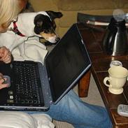 Dansk svensk gaardhund muffe