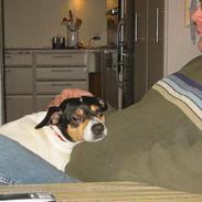 Dansk svensk gaardhund muffe