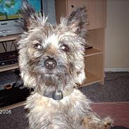 Cairn terrier Cato