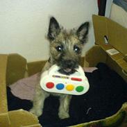 Cairn terrier Cato