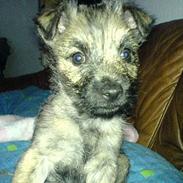 Cairn terrier Cato