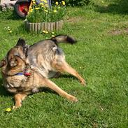 Schæferhund Carla