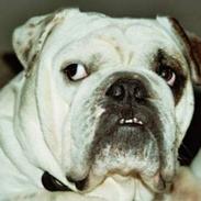 Engelsk bulldog Pac