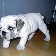 Engelsk bulldog Pac