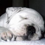 Engelsk bulldog Pac