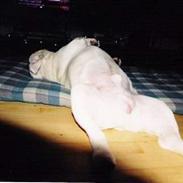 Engelsk bulldog Pac