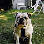 Engelsk bulldog Pac