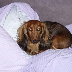 Gravhund Nicky *død* ! :'(