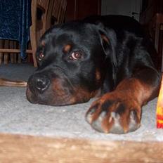 Rottweiler Pusling