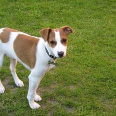 Dansk svensk gaardhund Hans ove